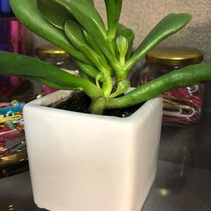 Meet your Posher, Jenny